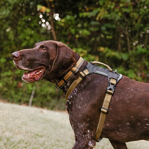 Tough Trail® Four-Point Dog Harness - US 2064