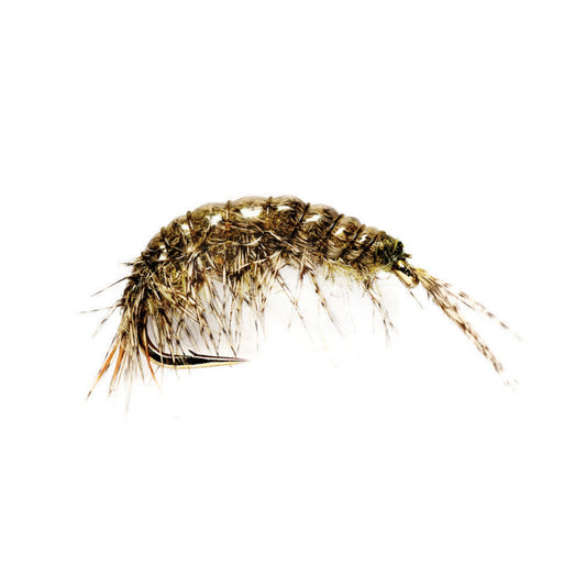 Oliver Edward’s Freshwater Shrimp - US 6425