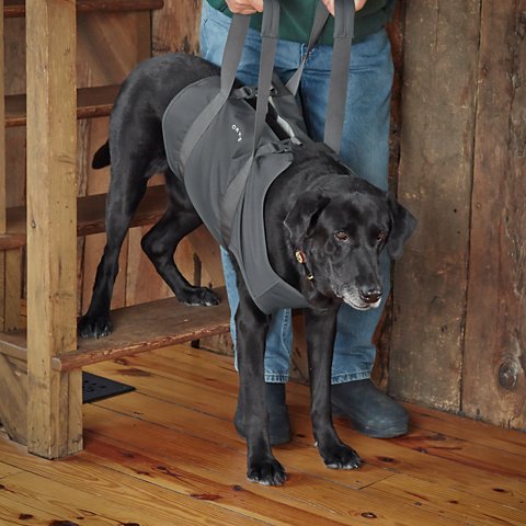 Dog Lift - US 2264