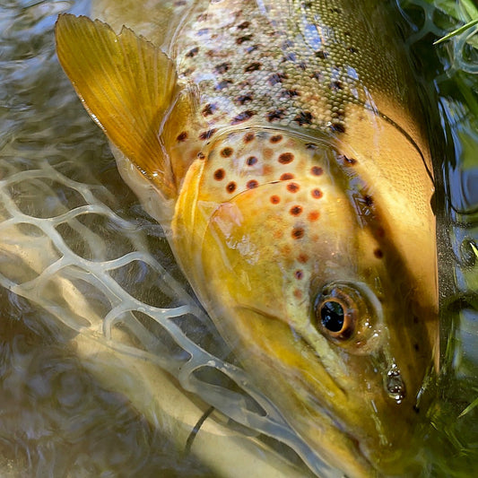 Blue Ridge Summit, PA - 2-Day Trout Combination School At Hill Country - US 9114