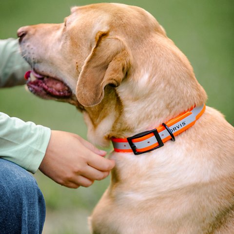 Orvis Waterproof Dog Collar - US 1713
