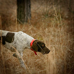 Orvis Two-Day Quail School At Pursell Farms, AL - US 5632