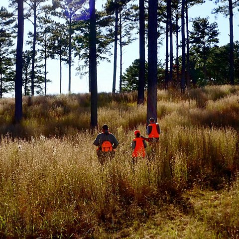 Orvis Two-Day Quail School At Pursell Farms, AL - US 5632