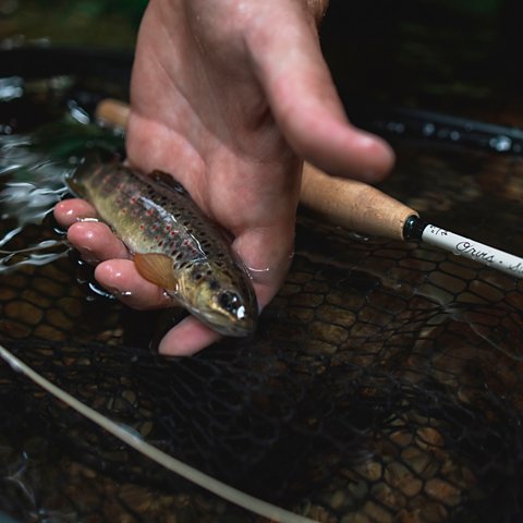 Superfine Graphite Fly Rods - US 5822